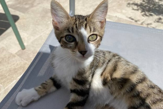 Alerte Disparition Chat Femelle , 0 ans La Bosse-de-Bretagne France
