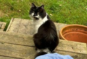 Alerte Disparition Chat Mâle , 2026 ans Quimperlé France
