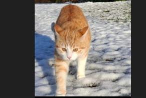 Alerte Disparition Chat Mâle , 2 ans Feytiat France