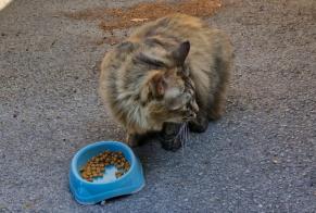 Alerte Découverte Chat Femelle Nantes France