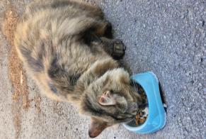 Alerte Découverte Chat Femelle Nantes France