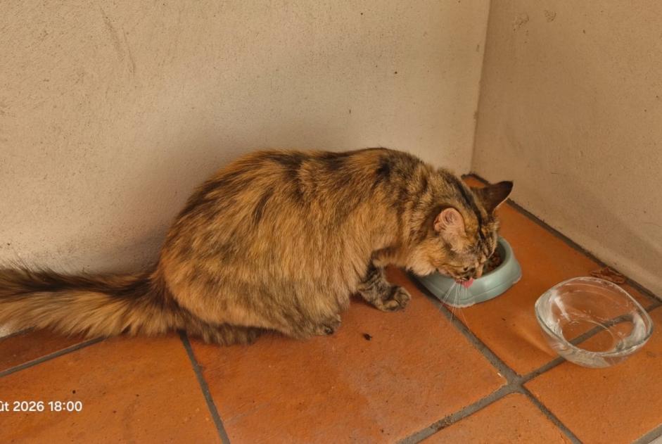 Alerte Découverte Chat Femelle Nantes France