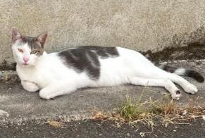 Alerte Découverte Chat Mâle , Entre 9 et 12 mois Saint-Benoît-sur-Loire France
