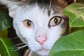 Alerte Découverte Chat Mâle , Entre 9 et 12 mois Saint-Benoît-sur-Loire France