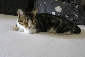 Alerte Disparition Chat Mâle , 12 ans Bergerac France