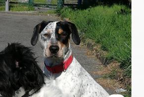 Alerte Disparition Chien croisement Mâle , 6 ans Castelnau-d'Estrétefonds France