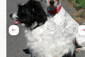 Alerte Disparition Chien croisement Femelle , 8 ans Castelnau-d'Estrétefonds France