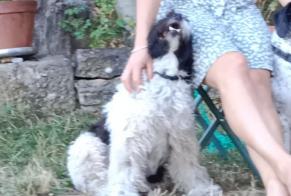 Alerte Disparition Chien croisement Femelle , 8 ans Castelnau-d'Estrétefonds France