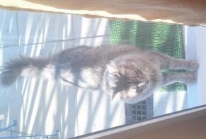 Alerte Disparition Chat  Mâle , 5 ans Ballaison France