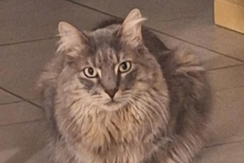Alerte Disparition Chat  Mâle , 5 ans Ballaison France