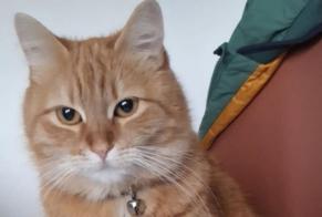 Alerte Disparition Chat  Femelle , 2 ans Bouffémont France