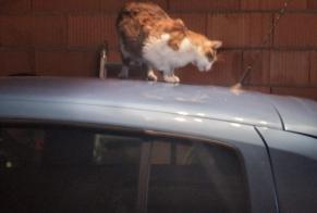 Alerte Disparition Chat  Mâle , 9 ans Dijon France