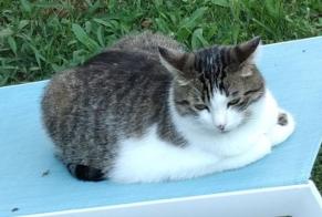 Alerte Disparition Chat  Mâle , 9 ans Dijon France