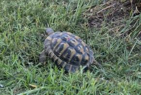 Alerte Découverte Tortue Inconnu Vallauris France