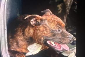 Alerte Disparition Chien  Femelle , 3 ans Gignac France
