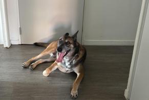 Alerte Disparition Chien  Mâle , 5 ans Ouistreham France