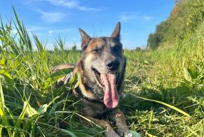 Alerte Disparition Chien  Mâle , 5 ans Ouistreham France
