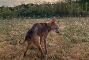 Alerte Disparition Chien croisement Femelle , 19 ans Fauguernon France