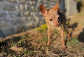 Alerte Disparition Chien croisement Femelle , 19 ans Fauguernon France