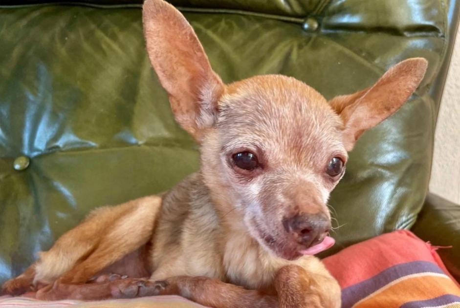 Alerte Disparition Chien croisement Femelle , 19 ans Fauguernon France