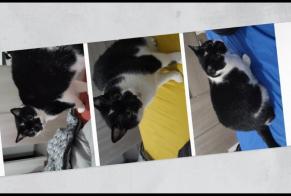 Alerte Disparition Chat Femelle , 8 ans Balma France
