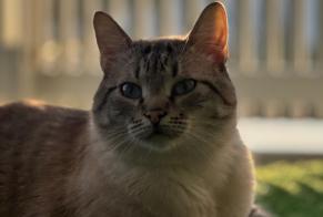 Alerte Disparition Chat  Mâle , 2 ans Clermont-l'Hérault France