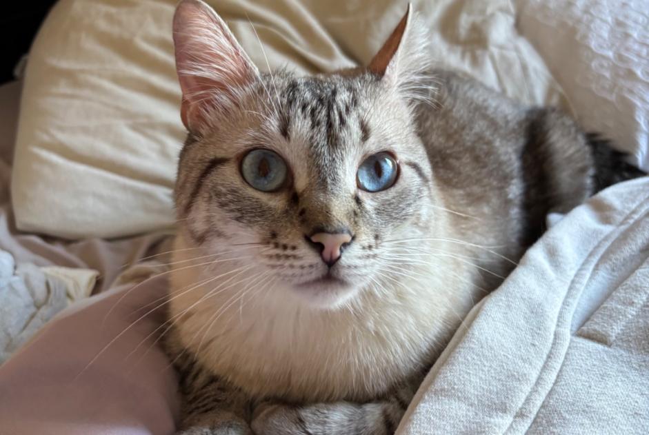 Alerte Disparition Chat  Mâle , 2 ans Clermont-l'Hérault France