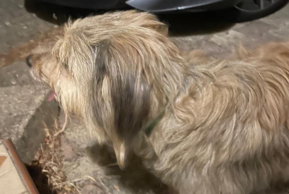 Alerte Découverte Chien Femelle Fleury France