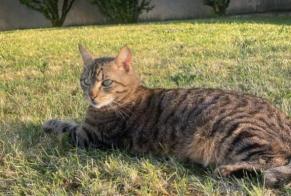 Alerte Disparition Chat  Mâle , 4 ans Gergy France