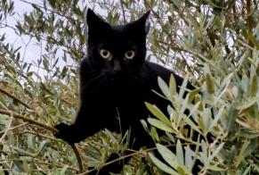 Alerte Disparition Chat  Femelle , 7 ans Saint-Vincent-de-Tyrosse France