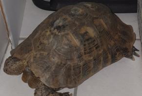 Alerte Disparition Tortue Mâle , 17 ans Mons France