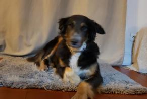Alerte Disparition Chien  Femelle , 10 ans Saint-Martin-de-Seignanx France