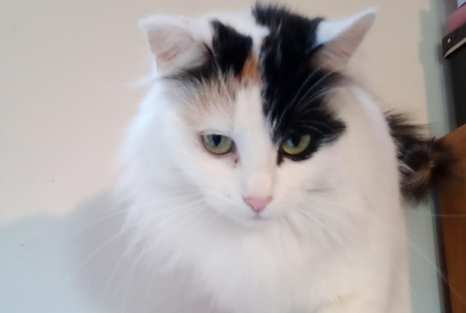 Alerte Disparition Chat croisement Femelle , 6 ans Maxent France