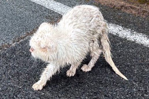 Alerte Découverte Chat Inconnu , 1 année Saint-Raphaël France