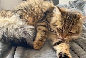 Alerte Disparition Chat Femelle , 2 ans Cuers France