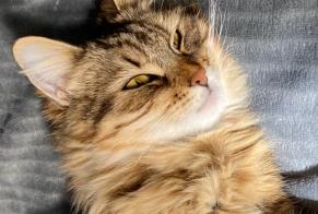 Alerte Disparition Chat Femelle , 2 ans Cuers France