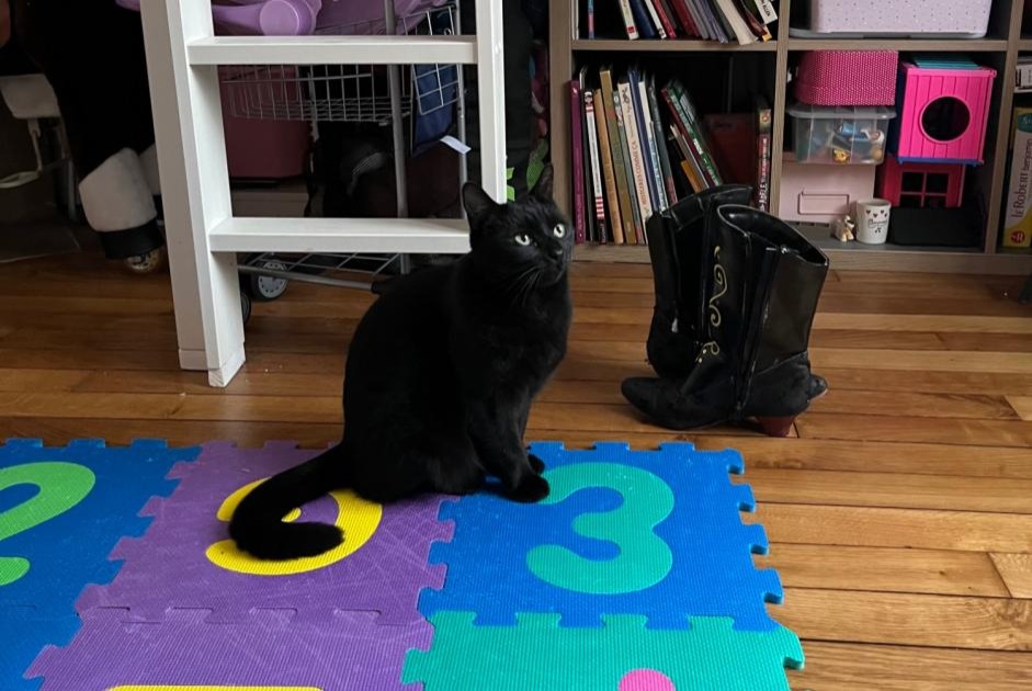 Alerte Disparition Chat Femelle , 2 ans Rueil-Malmaison France