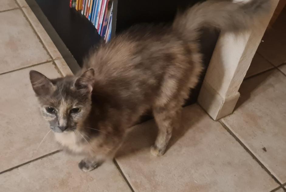 Alerte Découverte Chat Femelle Champagné-le-Sec France
