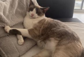 Alerte Disparition Chat Mâle , 2 ans Montpellier France