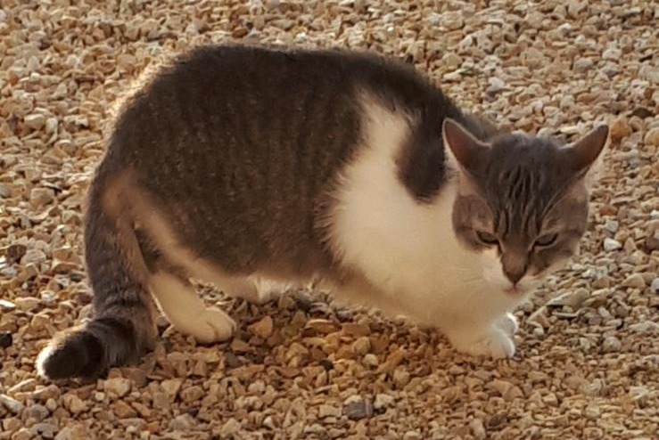 Alerte Disparition Chat Femelle , 10 ans Chaveyriat France