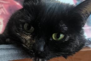 Alerte Disparition Chat  Femelle , 2 ans Saran France