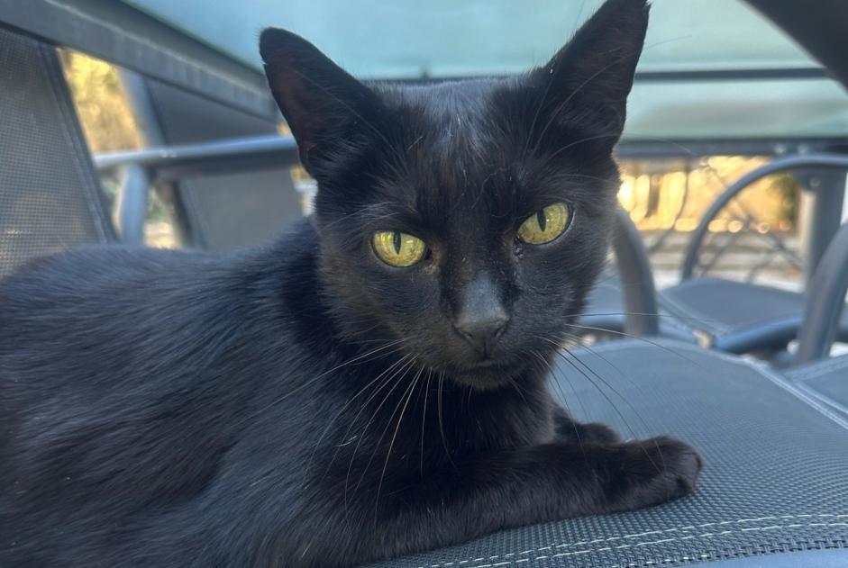 Alerte Découverte Chat  Femelle Nîmes France