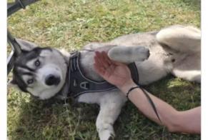 Alerte Disparition Chien  Mâle , 5 ans Rochefort France
