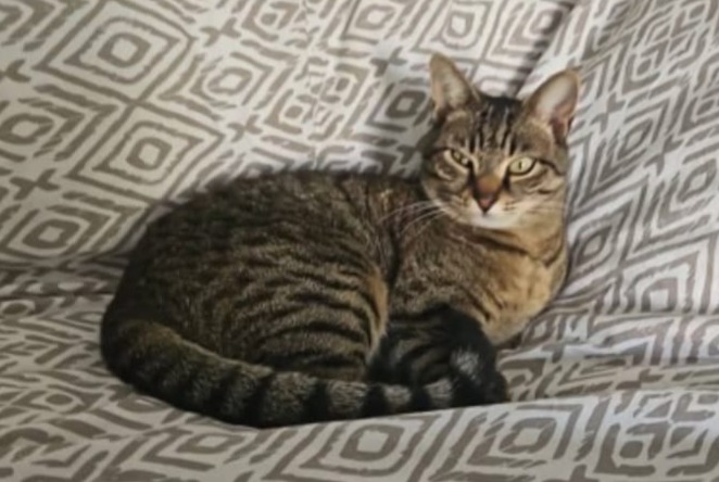 Alerte Disparition Chat Femelle , 6 ans Bouc-Bel-Air France