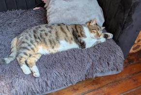 Alerte Disparition Chat Femelle , 7 ans Louannec France