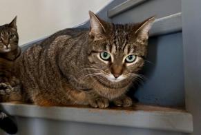 Alerte Disparition Chat Femelle , 4 ans Francheville France
