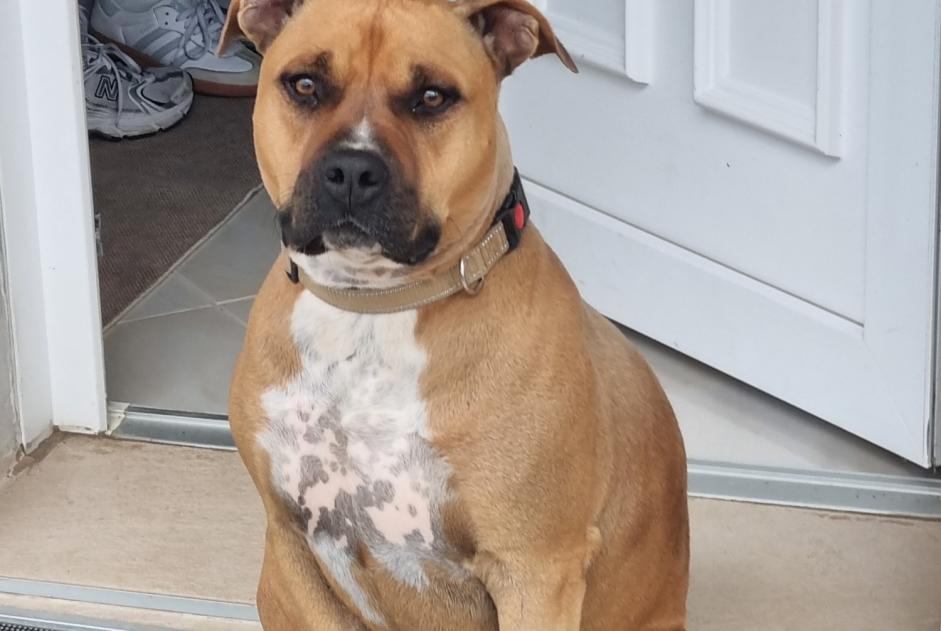 Alerte Disparition Chien  Mâle , 6 ans Saint-Pierre-en-Faucigny France
