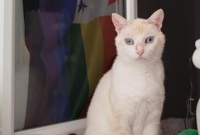 Alerte Disparition Chat Femelle , 2 ans Brest France