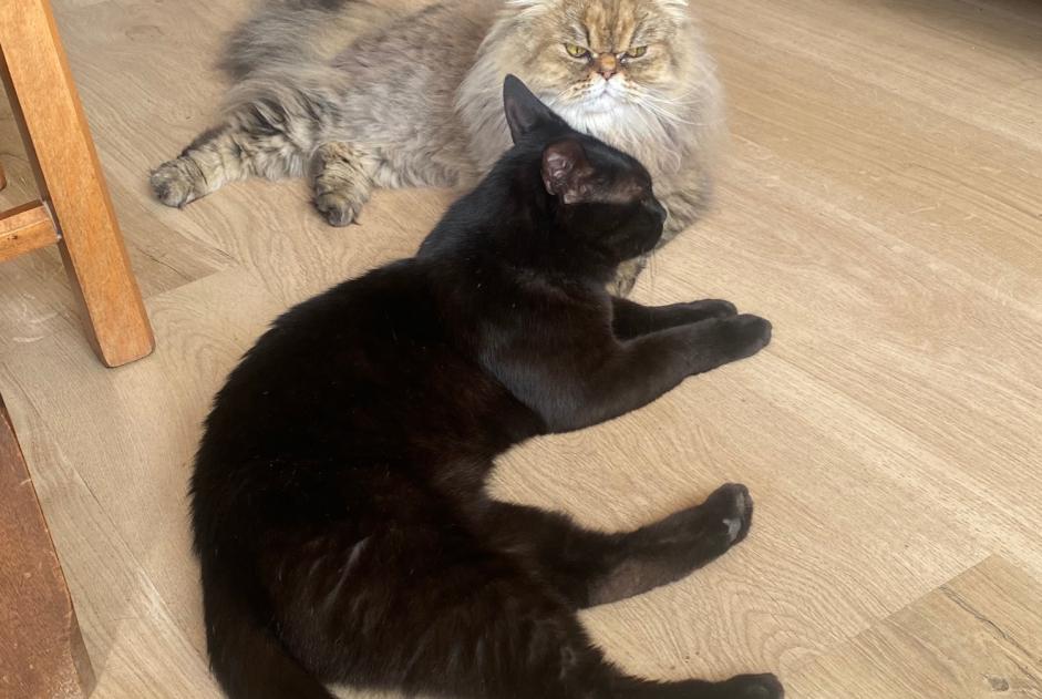 Alerte Disparition Chat  Femelle , 6 ans Hagondange France