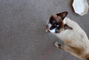 Alerte Découverte Chat croisement Inconnu Bergerac France